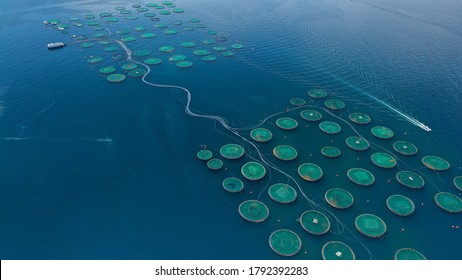 Aerial Drone Photo Of Large Fish Farming Unit Of Sea Bass And Sea Bream In Growing Cages In Calm Waters