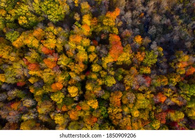 Aerial Drone Photo Looking Down On An Autumn Forest With Multi Colored Fall Trees In The Midwest_07