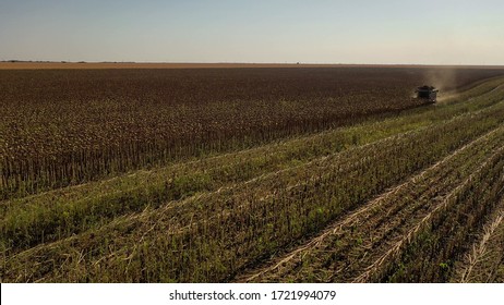 Aerial Drone Photograph Showing Industrial Machine Harvesting Sunflower Crops. Severe Drought Conditions Affecting The Crop Fields.