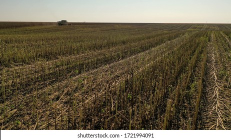 Aerial Drone Photograph Showing Industrial Machine Harvesting Sunflower Crops. Severe Drought Conditions Affecting The Crop Fields.