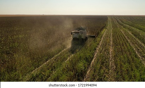 Aerial Drone Photograph Showing Industrial Machine Harvesting Sunflower Crops. Severe Drought Conditions Affecting The Crop Fields.