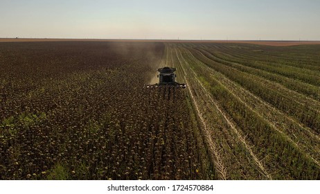 Aerial Drone Photograph Showing Industrial Machine Harvesting Sunflower Crops. Severe Drought Conditions Affecting The Crop Fields.