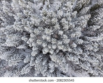 Aerial, drone photography of coniferous forest in winter season in Sweden. Beautiful bird's eye view of trees and snow. Copy space and place for text.