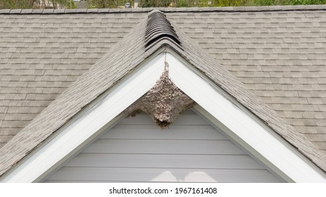 Aerial Drone Picture Of A Paper Wasp Nest Under A Roof Peak Of A Residential Home.  Grey Colored Nest Is Constructed By Bees Or Wasps Under The Eave Or Soffit Of A House.