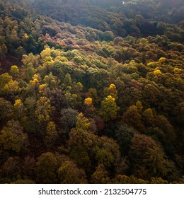 Aerial drone shot of autumn trees at Yew Tree Tarn in the English Lake District National Park