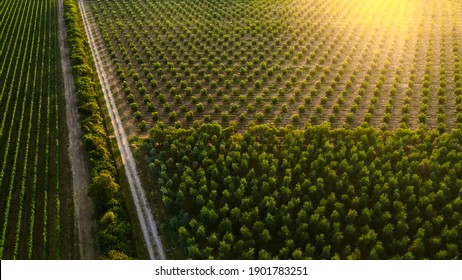Aerial Drone Shot: Beautiful Agricultural Plantations. Farming Fields of Vegetables, Vineyards, Olive Trees and Soybeans. Massive Industrial Scale Growing of Eco Friendly Food Growing