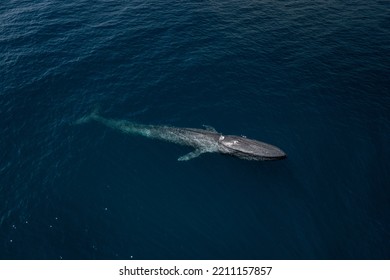 An Aerial Drone Shot Of A Big Blue Whale (Balaenoptera Musculu) Swimming In The Blue Water