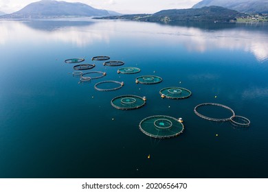 Aerial Drone Shot Of Fish Cages, In Mirroring Fjord Water, Sunny, Summer Day, In Central Norway