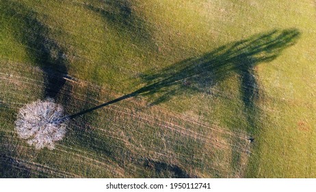 Aerial Drone Shot Of Meadow With Tree Casting Long Shadow