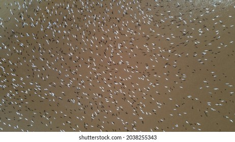 Aerial Drone Shot Over White Migratory Birds Murmuration Over Brown Surface Of Sea