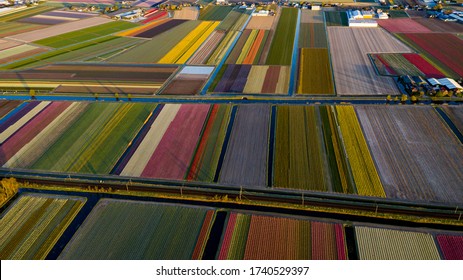 Aerial Drone Shot Of Tulip Fields In The Netherlands, Lisse