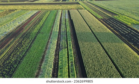 Aerial, Drone shot of Vegetable farms in New York, USA