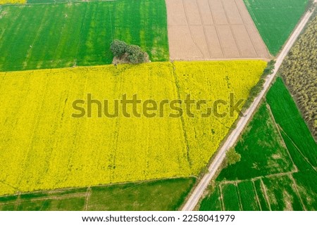 aerial drone straight down shot flying over yellow and green mustard feilds with road crossing diagonally in between India