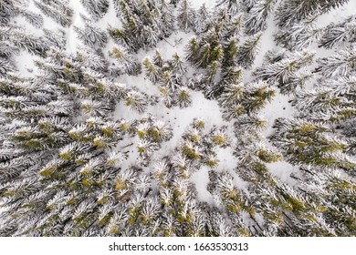 Aerial drone top down fly over winter spruce and pine forest. Fir trees in mountains valley covered with snow. Landscape photography - Powered by Shutterstock