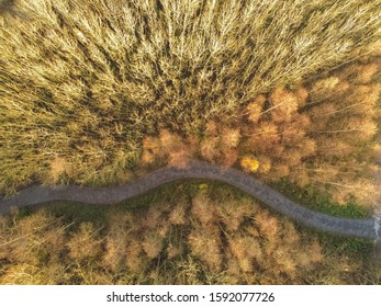 Aerial drone top view on a forest park with a small walking path. Autumn fall colors of the trees, 