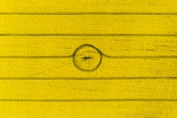 Aerial Drone Top View Of Yellow Blooming Field Of Rapeseed With Lines From Tractor Tracks And Circle In Center On Sunny Spring Or Summer Day. Nature Background, Landscape Photography