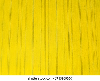 Aerial drone top view of yellow blooming field of rapeseed. Yellow nature background