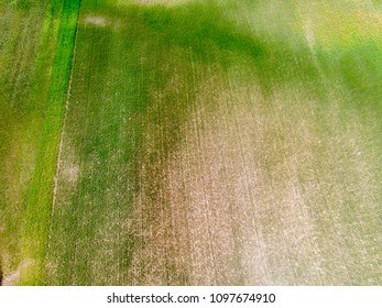 Aerial drone or uav view of wheat and cereal fields afected for pests. Precision agriculture for agronomists. Green background