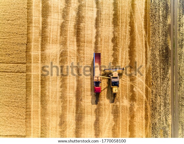 Aerial drone view from above: overloading grain\
from combine harvesters into grain truck in field. Harvester\
unloder pouring wheat into box body. Farmers at work. Agriculture\
harvesting season.