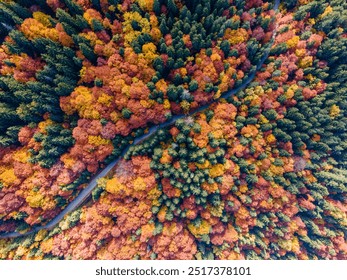 Aerial Drone View of Autumn Forest with Golden Foliage - Powered by Shutterstock