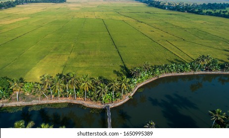 Aerial Drone  View Of Backwaters And Rise Paddy Field  Of Kuttanad,Alleppey ,Kerala.