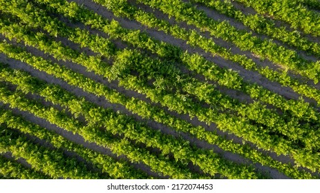 Aerial Drone View To Beds Of Green Ripening Potatoes Bushes. Country Field Of Potato In Row Lines. Fresh Bright Background. Top View. Nature, Harvest, Farm Concept. High Quality Photo