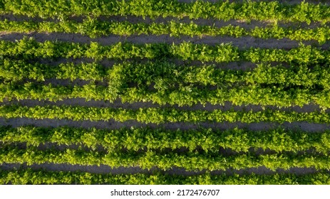 Aerial Drone View To Beds Of Green Ripening Potatoes Bushes. Country Field Of Potato In Row Lines. Fresh Bright Background. Top View. Nature, Harvest, Farm Concept. High Quality Photo