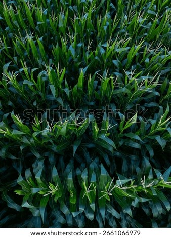 An aerial drone view of cornfields in the town of Cóbreces, in the municipality of Alfoz de Loredo. Cóbreces, Cantabria, Spain, Europe