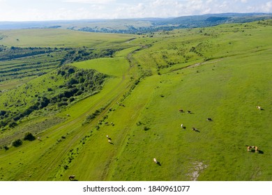 Aerial Drone View Of Cows Grazing In Alpine Meadow