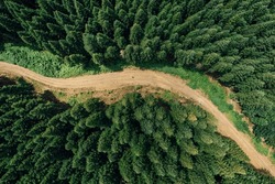 Aerial Drone View Of Dirt Road Passing Through Green And Large Trees