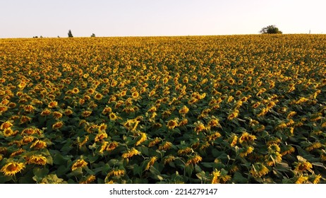 Aerial Drone View Flight Over Sunflowers Growing On Field Of Sunflowers. Aerial Drone Shot. Agriculture. Aerial View Of Sunflowers. Landscape With Big Yellow Farm Field In Summer. Natural Background