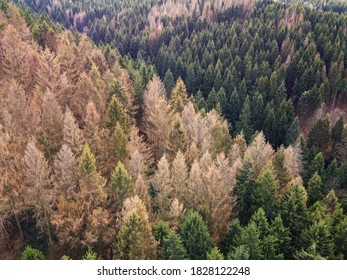 Aerial drone view of forest dieback in northern central Germany. Dying spruce trees in the Harz mountains, Lower Saxony. Drought and bark beetle infestation, global warming and climate change.