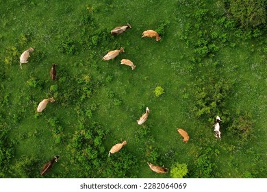 Aerial drone view of free grazing cows on a natural pastureland in a Europe. Dairy farm. Growing livestock. Cattle breeding. - Powered by Shutterstock