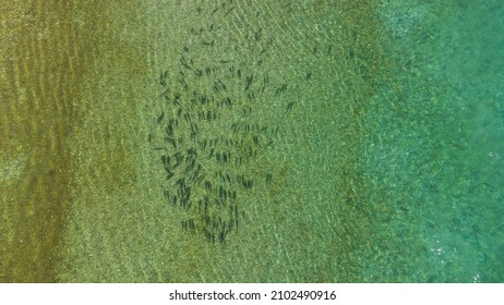 Aerial Drone View Of Group Of Fish In The River. School Of Fish Swimming In Clean Water.