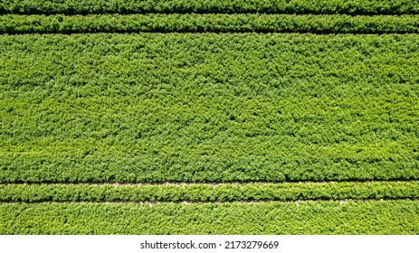 Aerial Drone View High Up To Beds Of Green Ripening Potatoes Bushes. Country Field Of Potato In Row Lines. Fresh Bright Background. Top View. Nature, Harvest, Farm Concept. High Quality Photo