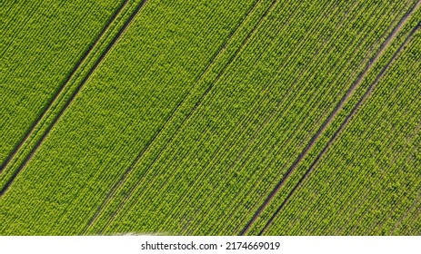 Aerial Drone View High Up To Beds Of Green Ripening Potatoes Bushes. Country Field Of Potato In Row Lines. Fresh Bright Background. Top View. Nature, Harvest, Farm Concept. High Quality Photo