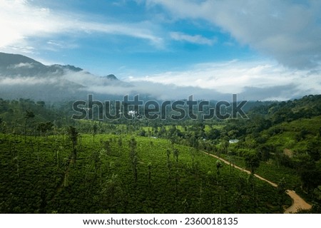 Aerial drone view of Kerala tea plantation, Wayanad nature scenery from above, foggy morning view of beautiful mountain and tea estate