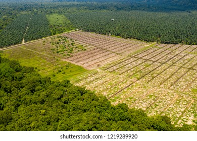 Aerial Drone View Of Large Scale Deforestation In The Rainforest Of Borneo To Make Way For Palm Oil Plantations