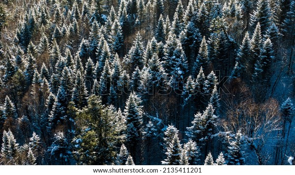 Aerial\
drone view in mountain forest. Winter landscape. Snowy Fir and Pine\
trees. Snowy tree branch in a view of the winter forest. Winter\
landscape, forest, trees covered with frost,\
snow.
