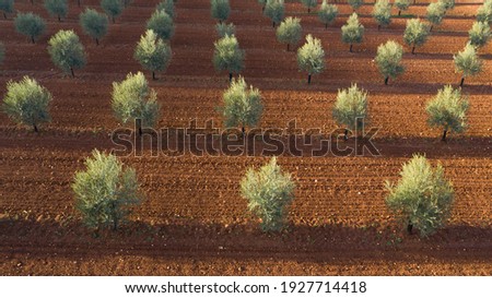 Aerial drone view of a olive trees plantage for the production of olive oil near Antequera, Andalusia, south Spain. Olive tree fiel seen from above