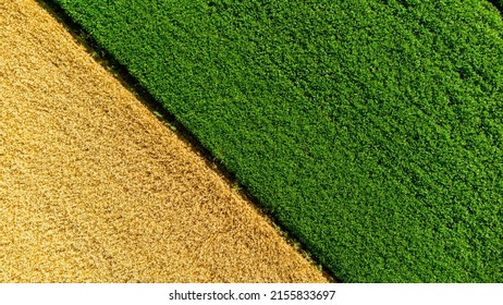 Aerial drone view over border between yellow wheat field and green agricultural field. Top view two halves of fields. Rural landscape scenery country. Agricultural natural background. Crop fields - Powered by Shutterstock