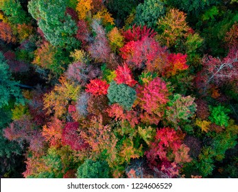 Aerial Drone View Of Overhead Colorful Fall / Autumn Leaf Foliage Near Asheville, North Carolina.Vibrant Red, Yellow, Teal, Orange Colors Of The Hardwood Trees In The Appalachian Mountains.