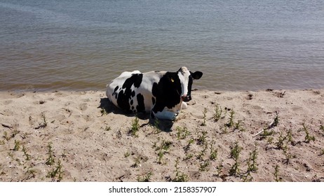 Aerial Drone View Of Sea Cow Holstein Friesian Chilling On Beach Next To Floating Farm Breed Of Dairy Cattle That Originated In The Dutch Provinces Of North Holland And Friesland