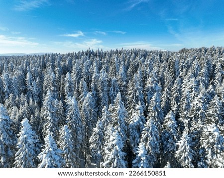 Aerial drone view of snowy pine trees forest. Bolu - Turkey.