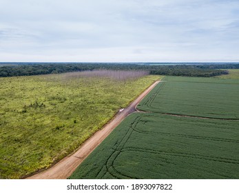 Aerial Drone View Of Soybean Plantation In Soy Farm, Dirt Road And Deforestation Area In The Amazon Rainforest, Brazil. Concept Of Ecology, Conservation, Agriculture, Global Warming And Environment.