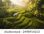 Aerial drone view of Tegallalang Rice fields terraces in Ubud, Bali, Indonesia 