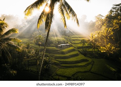 Aerial drone view of Tegallalang Rice fields terraces in Ubud, Bali, Indonesia  - Powered by Shutterstock