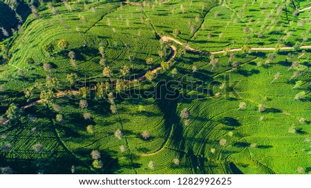 Aerial. Famous green tea plantation landscape view from Lipton's Seat, Haputale, Sri Lanka.