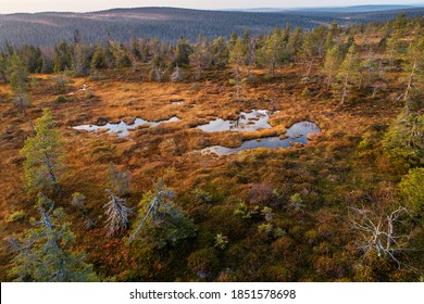 An aerial of famous hanging bogs in autumnal Riisitunturi National Park in the middle of taiga forests of Norhern Finland.