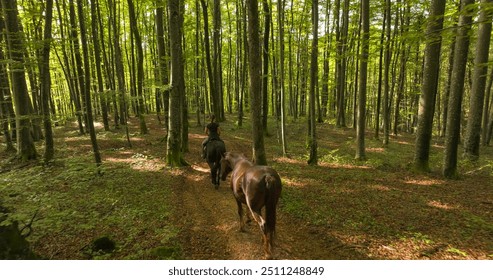 AERIAL: Female horseback rider navigating a peaceful trail through a dense forest. She enjoys the tranquillity and greenery of natural environment in the company of her two horses and a shepherd dog. - Powered by Shutterstock